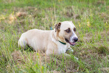 EDDY2, Hund, Mischlingshund in Kroatien - Bild 5