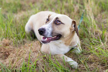 EDDY2, Hund, Mischlingshund in Kroatien - Bild 6