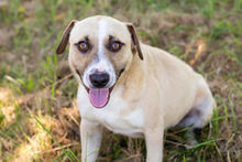 EDDY2, Hund, Mischlingshund in Kroatien - Bild 7