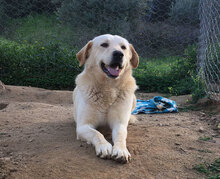 ANGELO, Hund, Mischlingshund in Italien - Bild 10