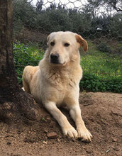 ANGELO, Hund, Mischlingshund in Italien - Bild 12