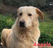 ANGELO, Hund, Mischlingshund in Italien - Bild 14
