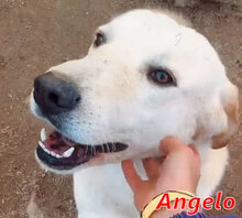 ANGELO, Hund, Mischlingshund in Italien - Bild 18