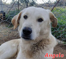 ANGELO, Hund, Mischlingshund in Italien - Bild 20