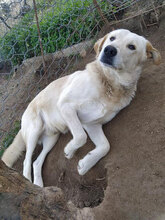 ANGELO, Hund, Mischlingshund in Italien - Bild 21
