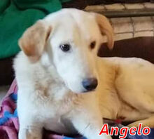 ANGELO, Hund, Mischlingshund in Italien - Bild 23