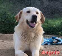 ANGELO, Hund, Mischlingshund in Italien - Bild 5