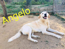 ANGELO, Hund, Mischlingshund in Italien - Bild 6