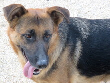 OLLIE2, Hund, Deutscher Schäferhund-Mix in Zypern - Bild 4