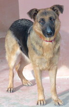 OLLIE2, Hund, Deutscher Schäferhund-Mix in Zypern - Bild 5