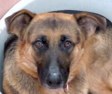 OLLIE2, Hund, Deutscher Schäferhund-Mix in Zypern - Bild 6