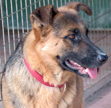 OLLIE2, Hund, Deutscher Schäferhund-Mix in Zypern - Bild 7