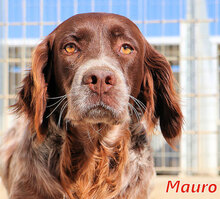 MAURO, Hund, Mischlingshund in Italien - Bild 1