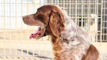 MAURO, Hund, Mischlingshund in Italien - Bild 6