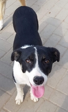 SUNNY, Hund, Mischlingshund in Rumänien - Bild 1