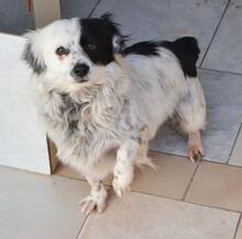 KHLOE, Hund, Mischlingshund in Griechenland - Bild 1