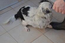 KHLOE, Hund, Mischlingshund in Griechenland - Bild 6