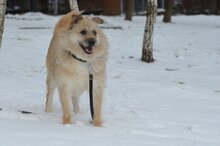 DALIA, Hund, Mischlingshund in Grabenstätt - Bild 2