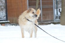 DALIA, Hund, Mischlingshund in Grabenstätt - Bild 3