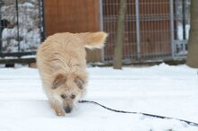 DALIA, Hund, Mischlingshund in Grabenstätt - Bild 5