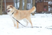 DALIA, Hund, Mischlingshund in Grabenstätt - Bild 6