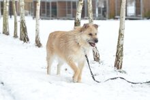 DALIA, Hund, Mischlingshund in Grabenstätt - Bild 7