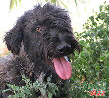 AZZ, Hund, Mischlingshund in Italien - Bild 1