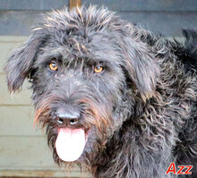 AZZ, Hund, Mischlingshund in Italien - Bild 11