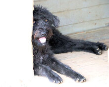 AZZ, Hund, Mischlingshund in Italien - Bild 15