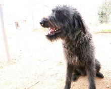AZZ, Hund, Mischlingshund in Italien - Bild 16