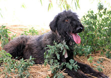 AZZ, Hund, Mischlingshund in Italien - Bild 3