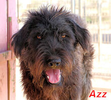 AZZ, Hund, Mischlingshund in Italien - Bild 7