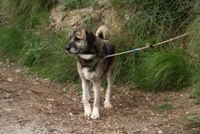 GORDA, Hund, Herdenschutzhund-Mix in Spanien - Bild 10
