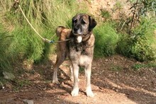 GORDA, Hund, Herdenschutzhund-Mix in Spanien - Bild 6
