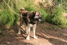 GORDA, Hund, Herdenschutzhund-Mix in Spanien - Bild 7
