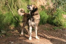 GORDA, Hund, Herdenschutzhund-Mix in Spanien - Bild 8