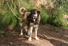 GORDA, Hund, Herdenschutzhund-Mix in Spanien - Bild 9