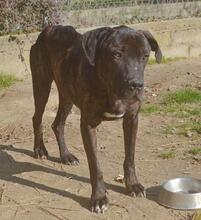BOBBY, Hund, Mischlingshund in Griechenland - Bild 2