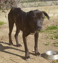 BOBBY, Hund, Mischlingshund in Griechenland - Bild 4