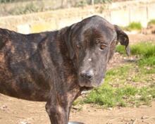 BOBBY, Hund, Mischlingshund in Griechenland - Bild 5