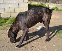 BOBBY, Hund, Mischlingshund in Griechenland - Bild 6