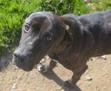 BOBBY, Hund, Mischlingshund in Griechenland - Bild 7