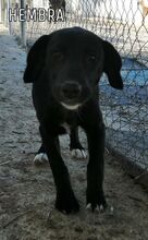ALICIA, Hund, Mischlingshund in Spanien - Bild 1