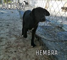 ALICIA, Hund, Mischlingshund in Spanien - Bild 8