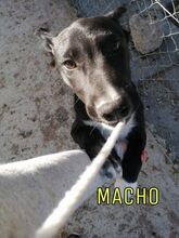 ALFREDO, Hund, Mischlingshund in Spanien - Bild 2