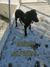 ALFREDO, Hund, Mischlingshund in Spanien - Bild 3