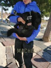 ALFREDO, Hund, Mischlingshund in Spanien - Bild 5