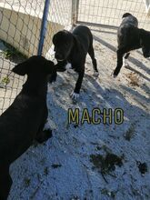 ALFREDO, Hund, Mischlingshund in Spanien - Bild 6