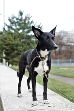 BALU, Hund, Mischlingshund in Russische Föderation - Bild 10