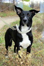 BALU, Hund, Mischlingshund in Russische Föderation - Bild 5